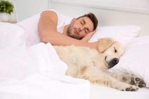 pets and sleep apnea don’t mix