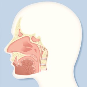 Image of the maxillary sinuses and jawbone